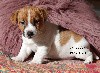  - chiots JACK RUSSELL dispo 