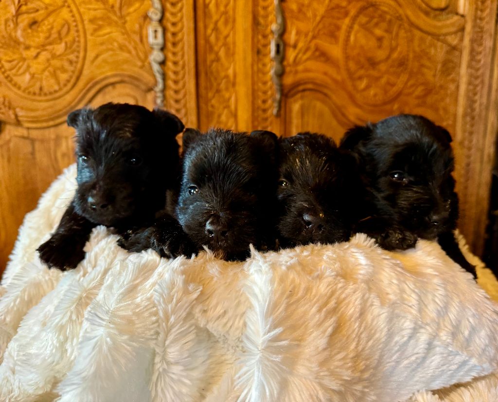 Du Clos Des Dolls - Chiot disponible  - Scottish Terrier