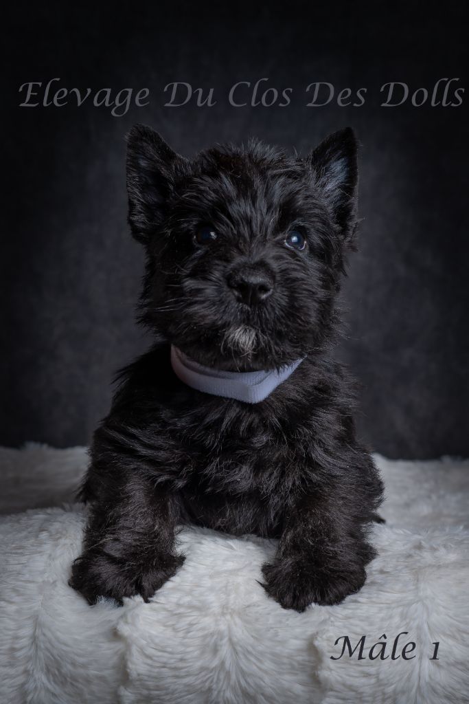 Du Clos Des Dolls - Chiot disponible  - Scottish Terrier