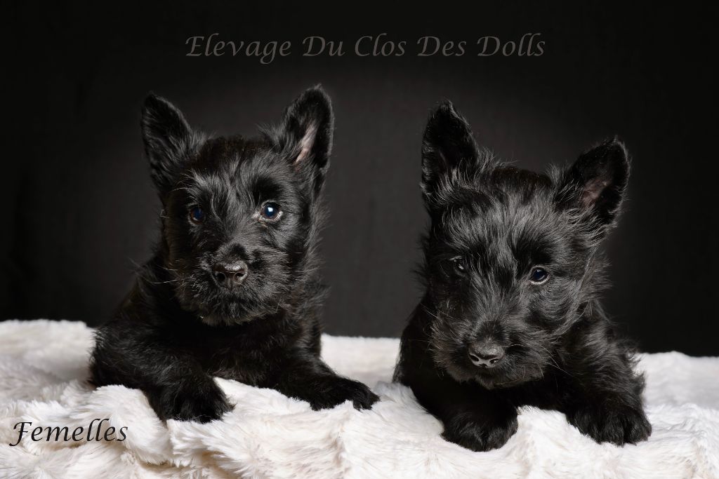 Du Clos Des Dolls - Chiot disponible  - Scottish Terrier