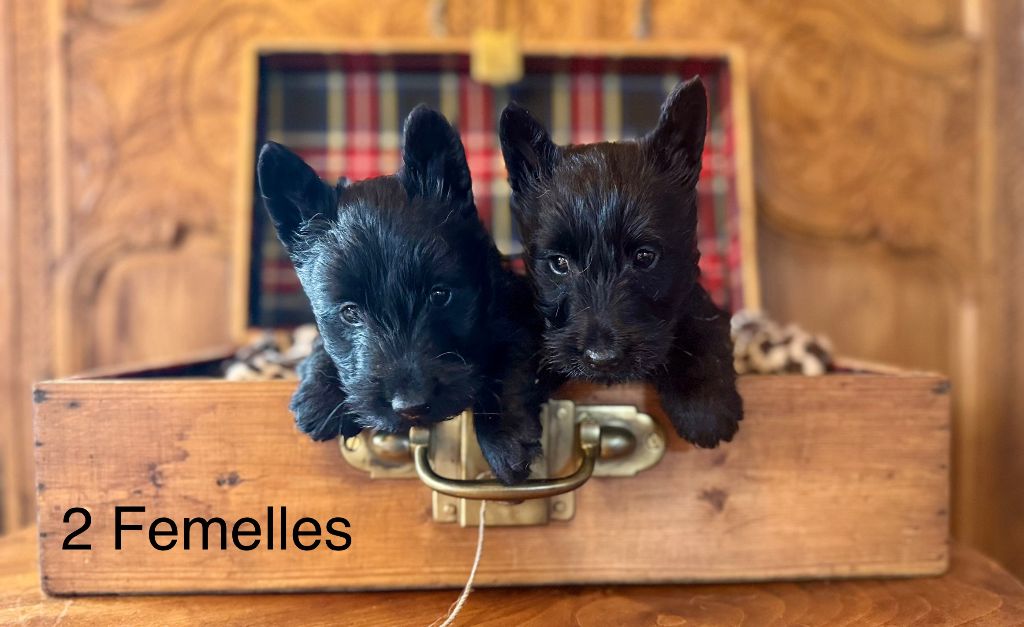 Du Clos Des Dolls - Chiot disponible  - Scottish Terrier