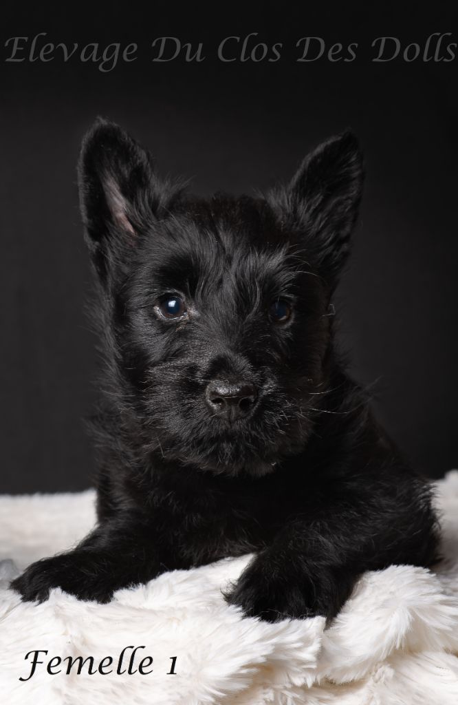 Du Clos Des Dolls - Chiot disponible  - Scottish Terrier