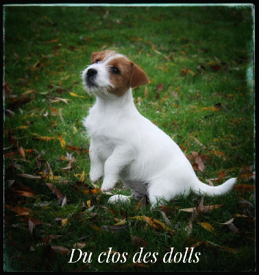 Le clos des dolls - Jack Russell Terrier - Portée née le 23/08/2022