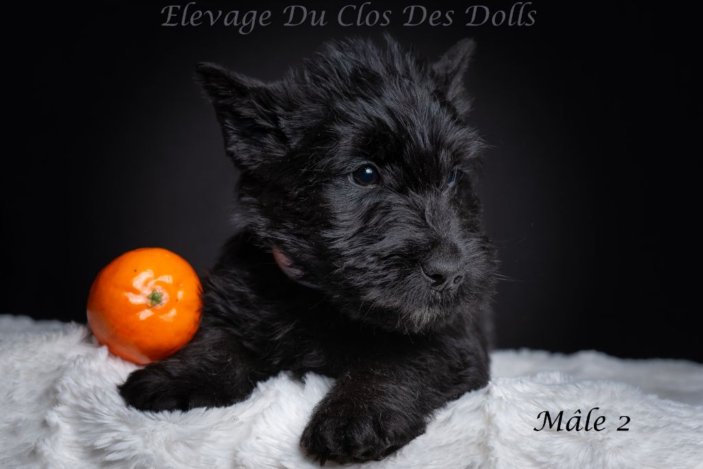 Du Clos Des Dolls - Chiot disponible  - Scottish Terrier