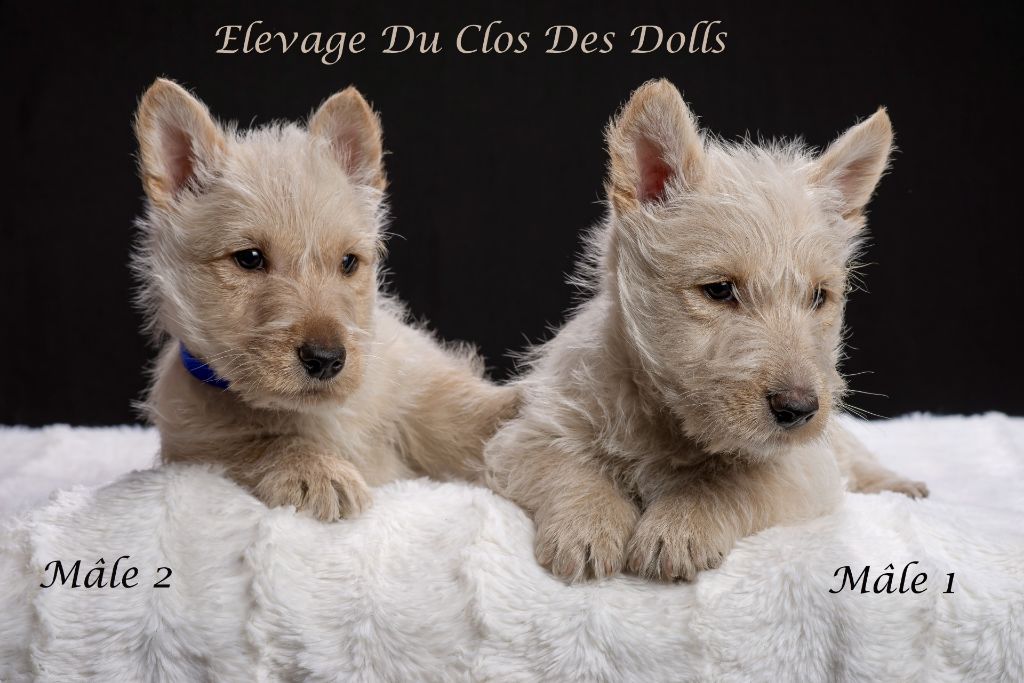 Du Clos Des Dolls - Chiot disponible  - Scottish Terrier