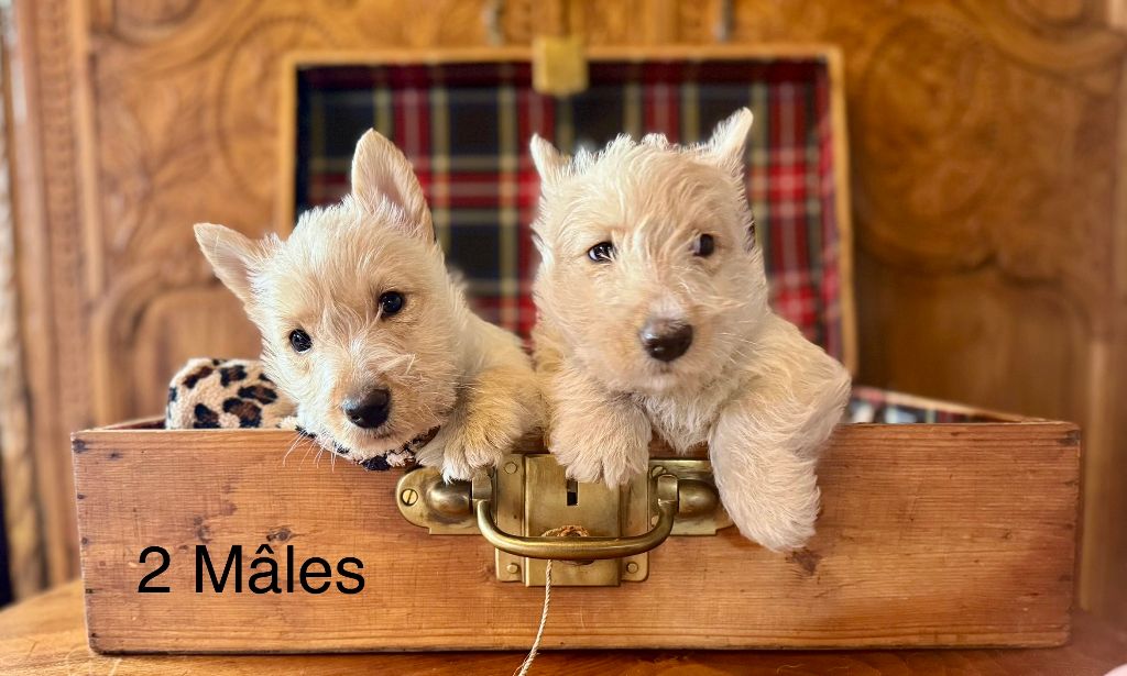 Du Clos Des Dolls - Chiot disponible  - Scottish Terrier