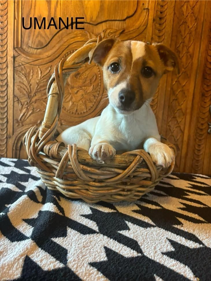 Le clos des dolls - Chiot disponible  - Jack Russell Terrier