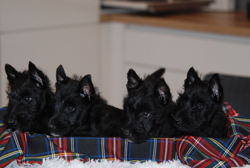 chiot male SCOTTISH terrier