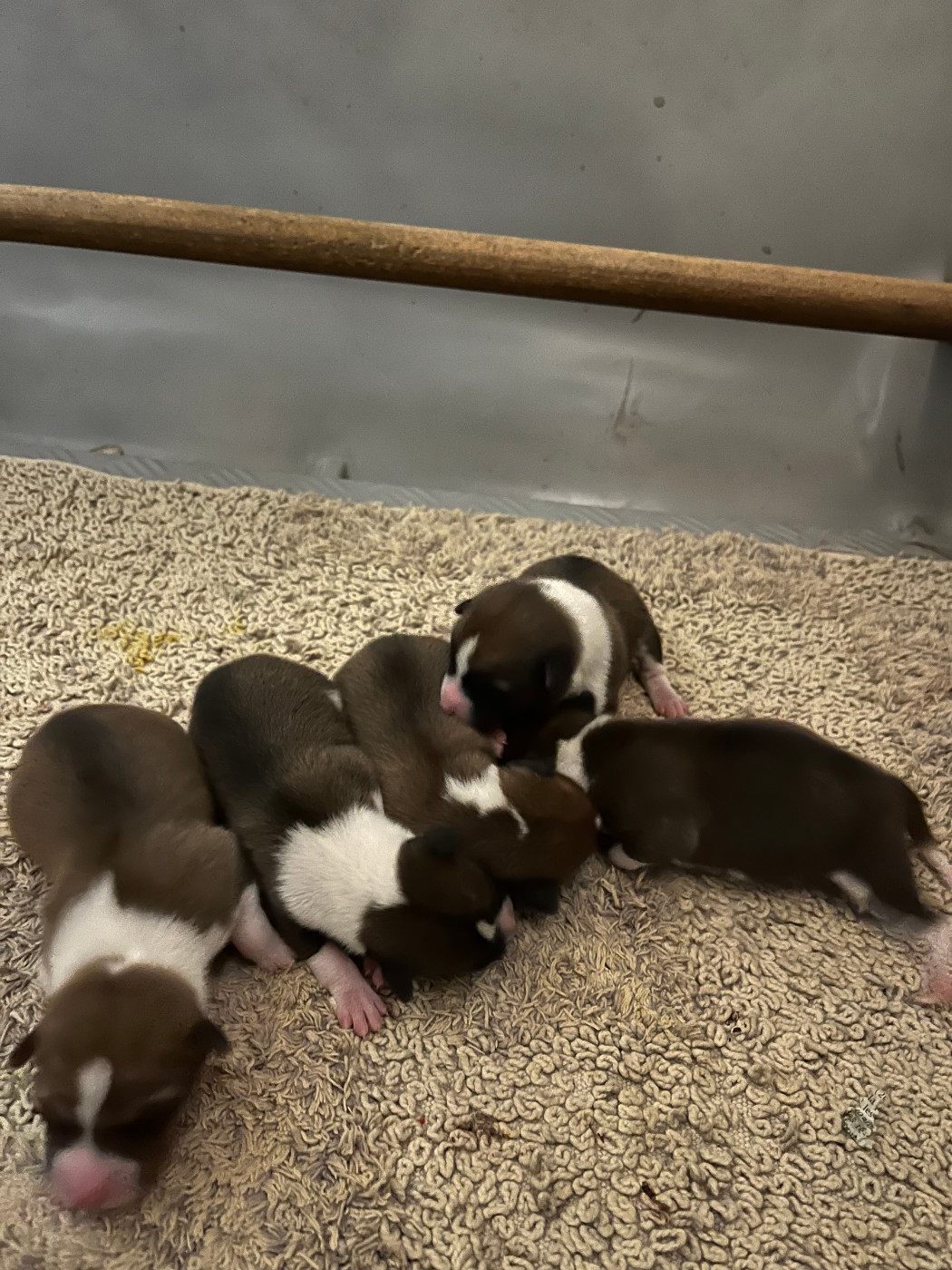 Du Clos Des Dolls - Chiots disponibles - Basenji