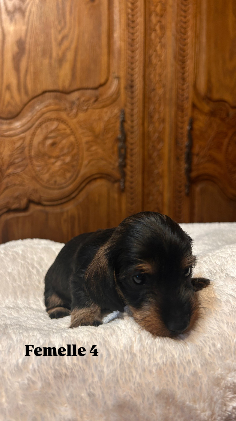 Du Clos Des Dolls - Chiots disponibles - Teckel poil dur