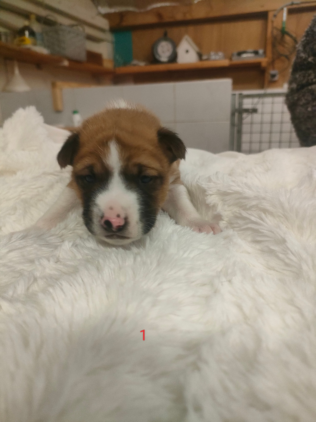 Du Clos Des Dolls - Chiots disponibles - Basenji