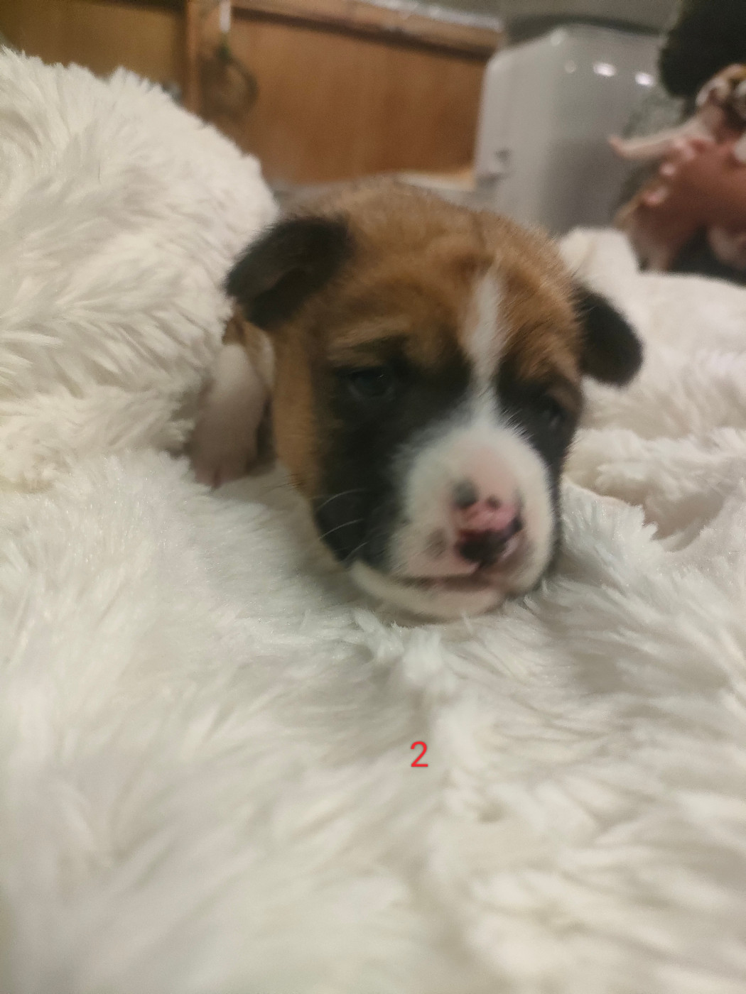 Du Clos Des Dolls - Chiots disponibles - Basenji