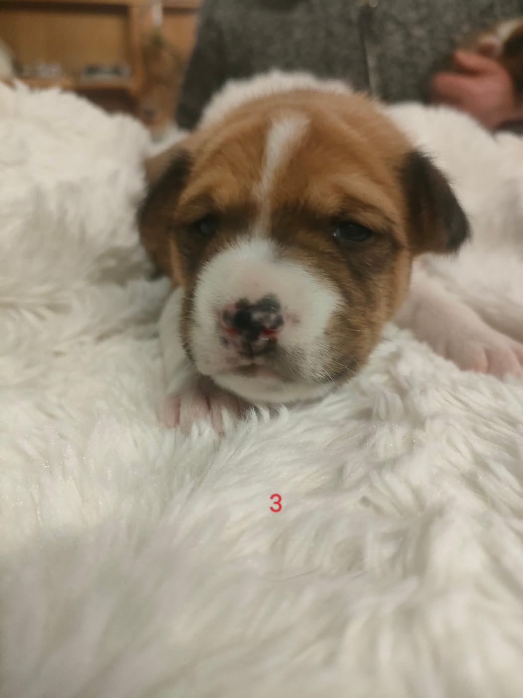 Du Clos Des Dolls - Chiots disponibles - Basenji