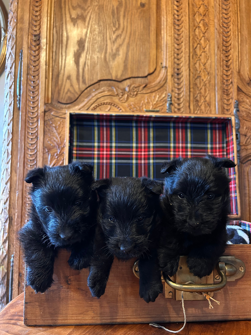 Du Clos Des Dolls - Chiots disponibles - Scottish Terrier