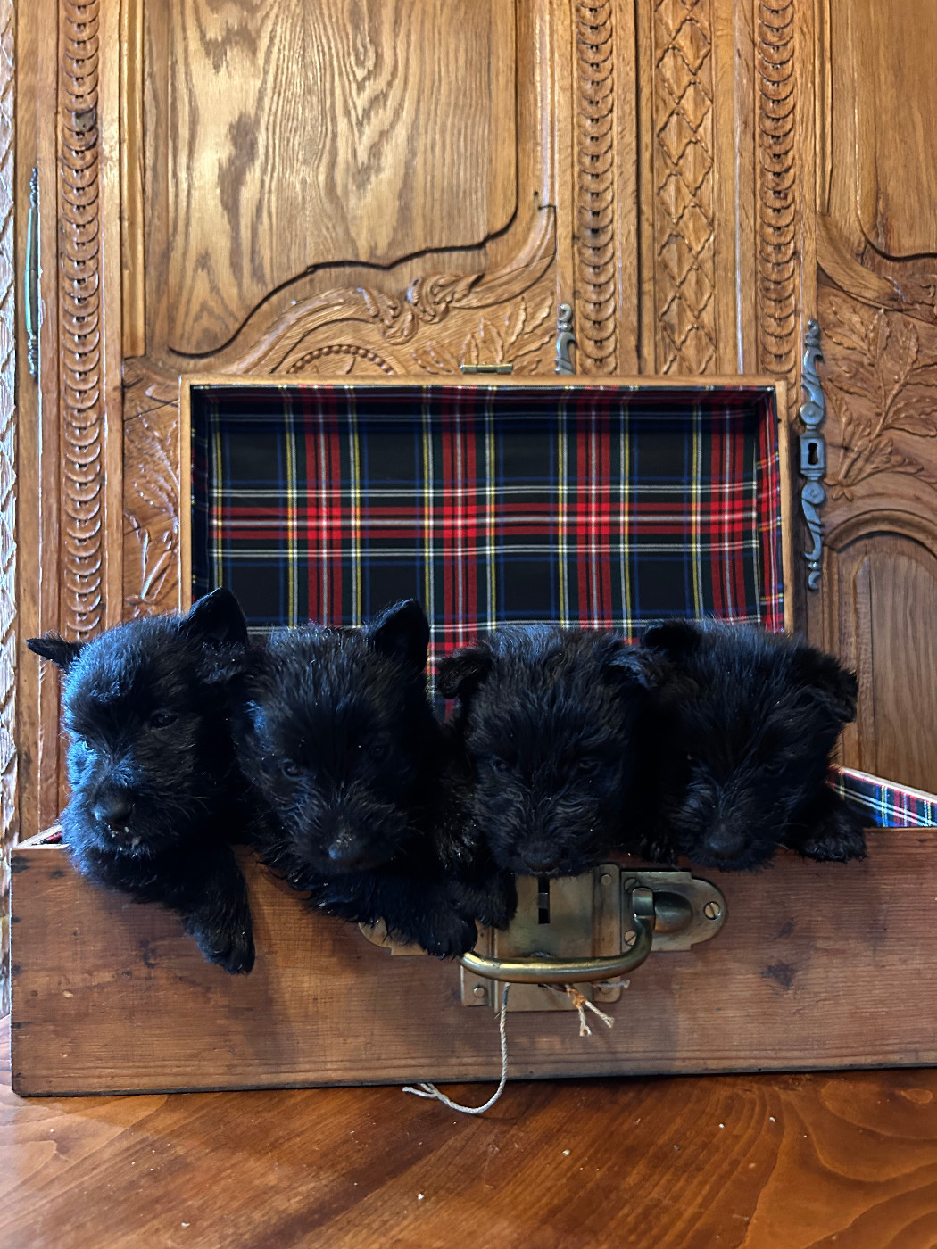 Du Clos Des Dolls - Chiots disponibles - Scottish Terrier