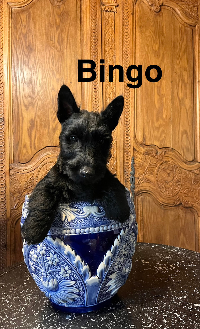 Du Clos Des Dolls - Chiots disponibles - Scottish Terrier