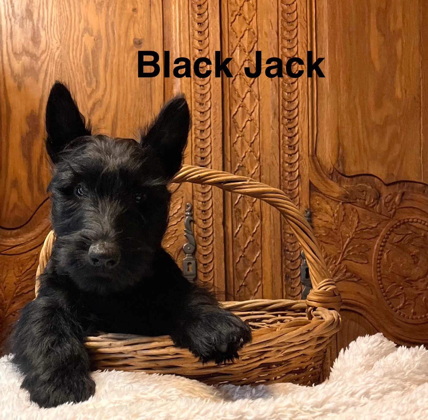 Du Clos Des Dolls - Chiots disponibles - Scottish Terrier