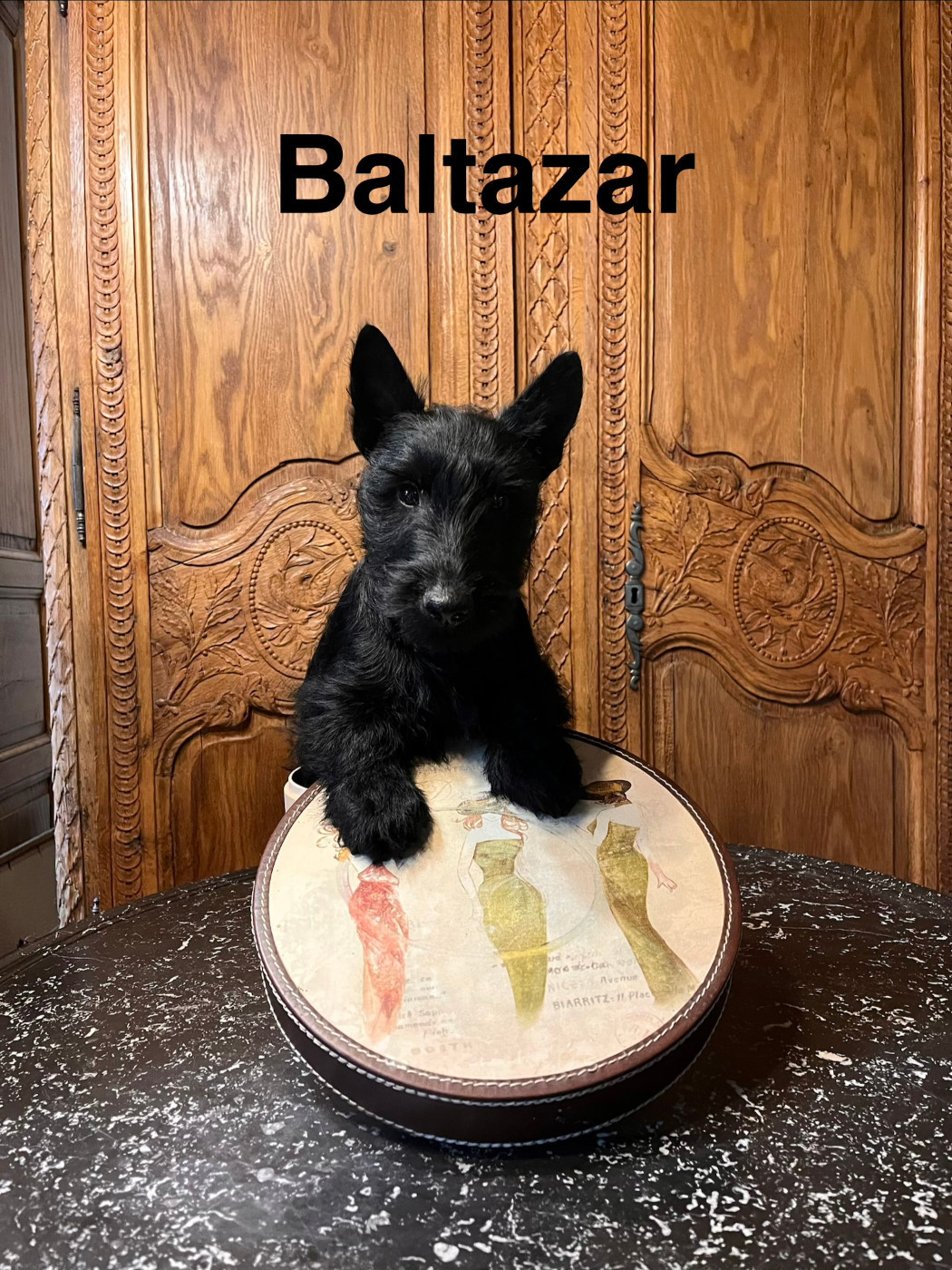 Du Clos Des Dolls - Chiots disponibles - Scottish Terrier