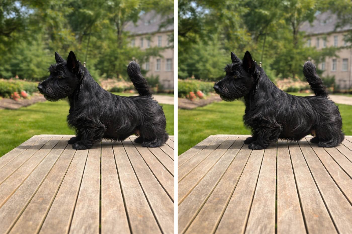 Du Clos Des Dolls - Chiots disponibles - Scottish Terrier