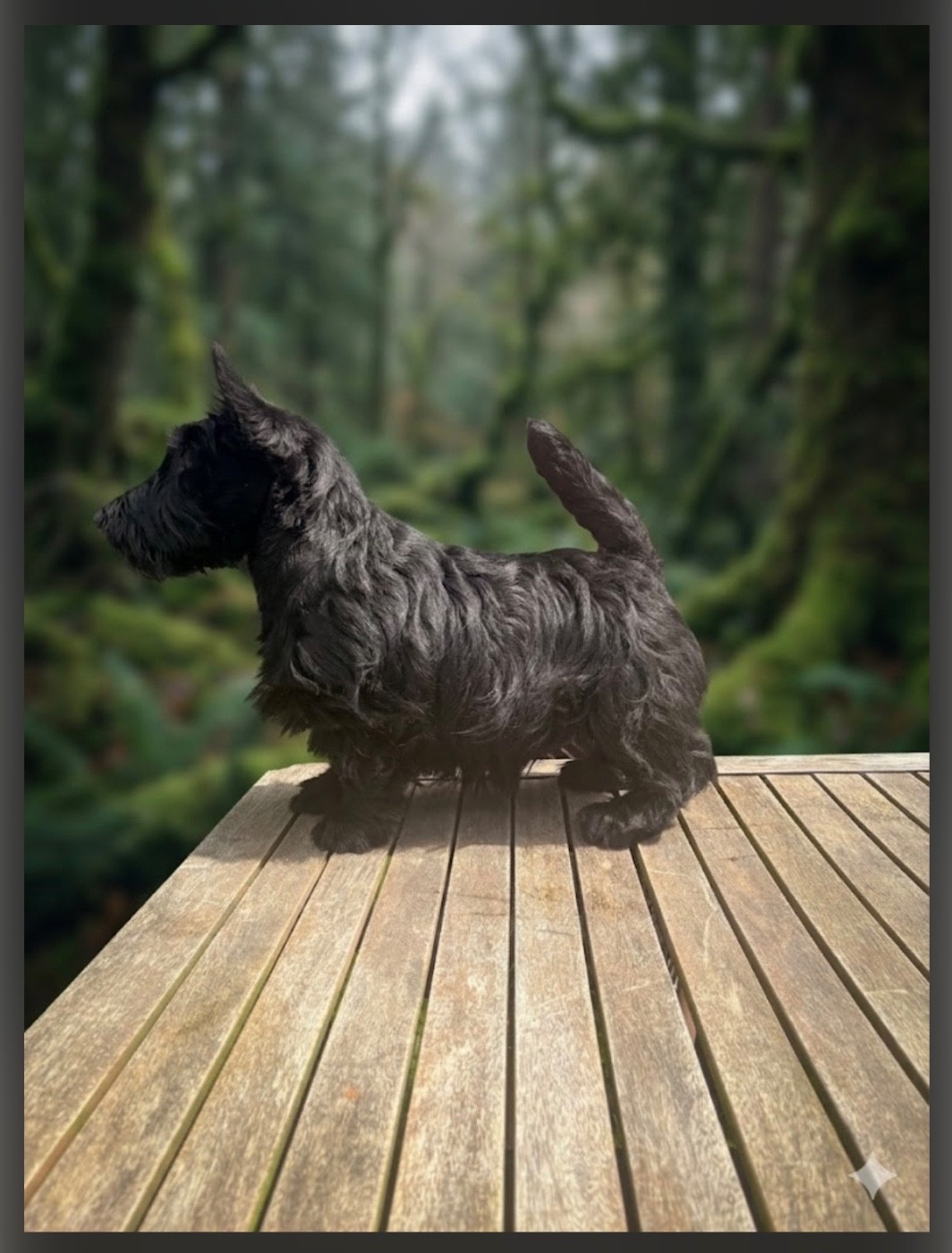Du Clos Des Dolls - Chiots disponibles - Scottish Terrier