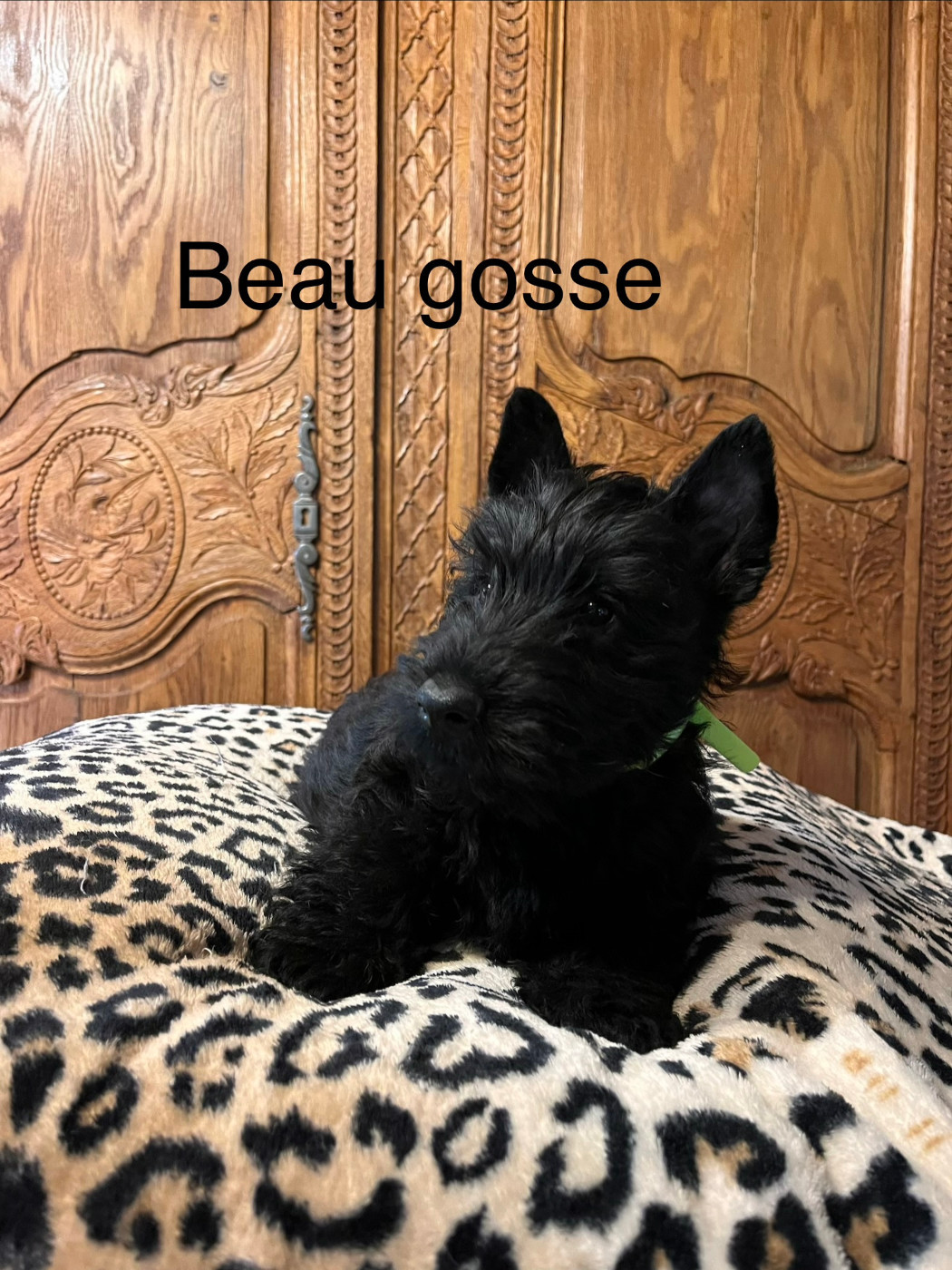 Du Clos Des Dolls - Chiots disponibles - Scottish Terrier