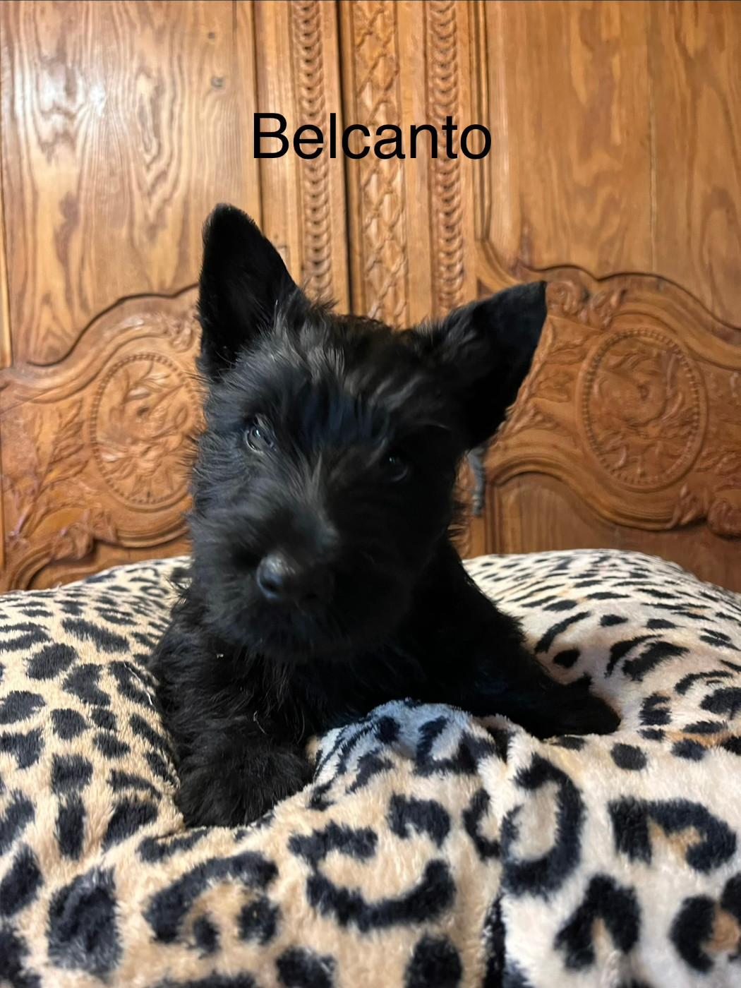 Du Clos Des Dolls - Chiots disponibles - Scottish Terrier