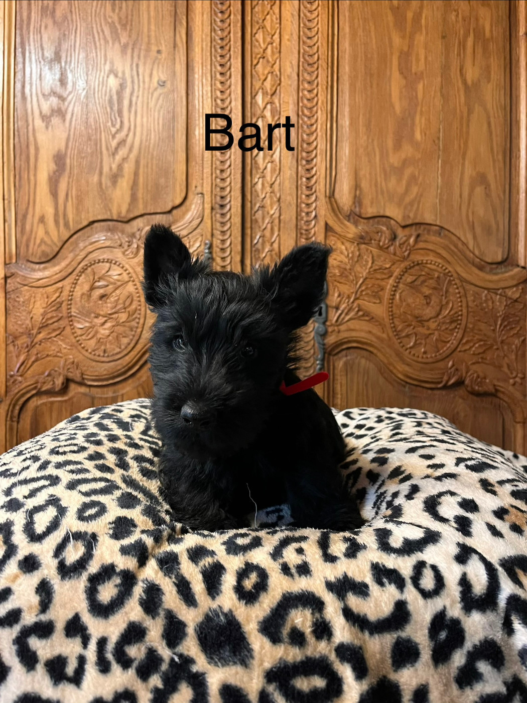 Du Clos Des Dolls - Chiots disponibles - Scottish Terrier