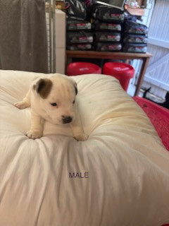 Du Clos Des Dolls - Chiots disponibles - Jack Russell Terrier