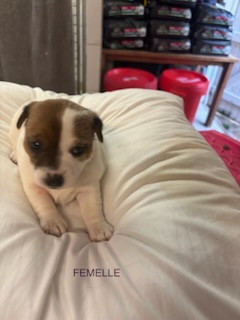 Du Clos Des Dolls - Chiots disponibles - Jack Russell Terrier