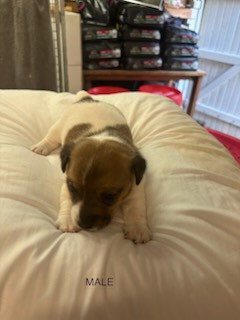 Du Clos Des Dolls - Chiots disponibles - Jack Russell Terrier