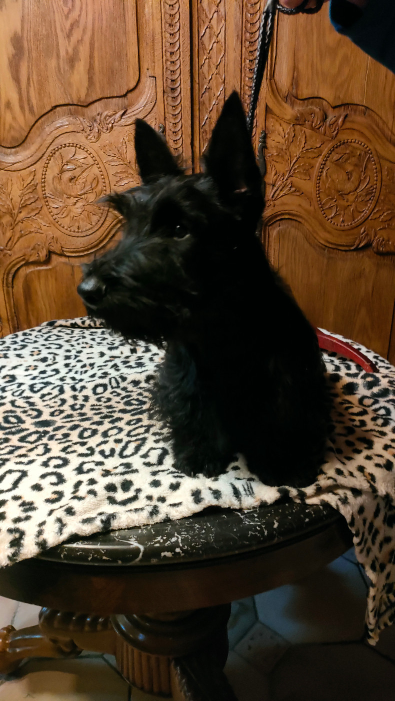 Du Clos Des Dolls - Chiots disponibles - Scottish Terrier
