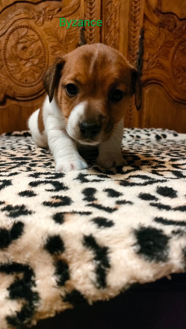 Du Clos Des Dolls - Chiots disponibles - Jack Russell Terrier