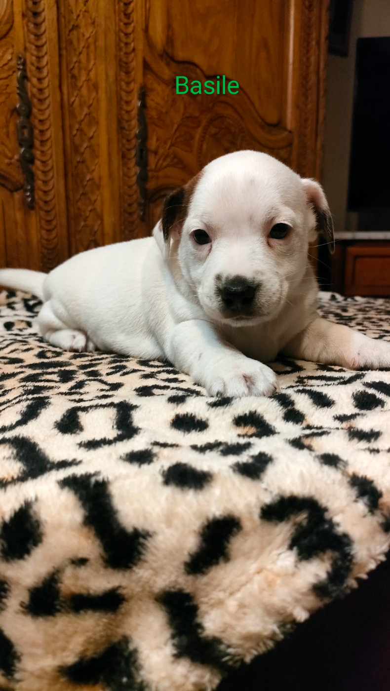 Du Clos Des Dolls - Chiots disponibles - Jack Russell Terrier