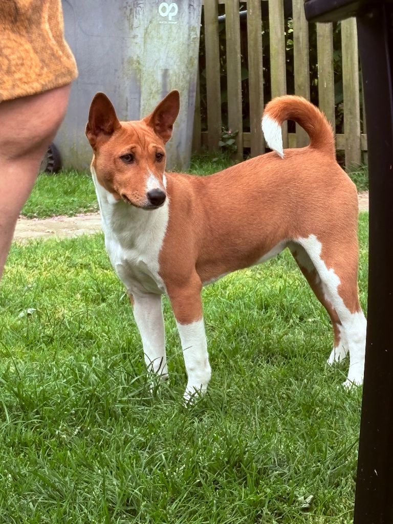 Du Clos Des Dolls - Chiots disponibles - Basenji