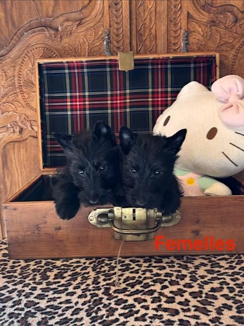 Du Clos Des Dolls - Chiots disponibles - Scottish Terrier