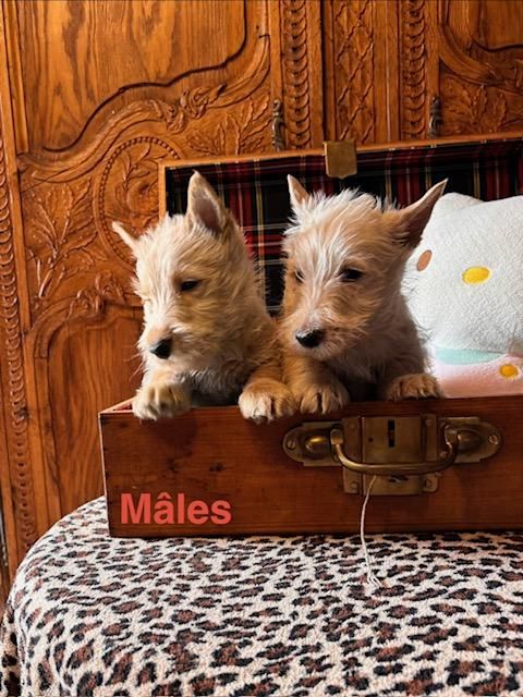 Du Clos Des Dolls - Chiots disponibles - Scottish Terrier