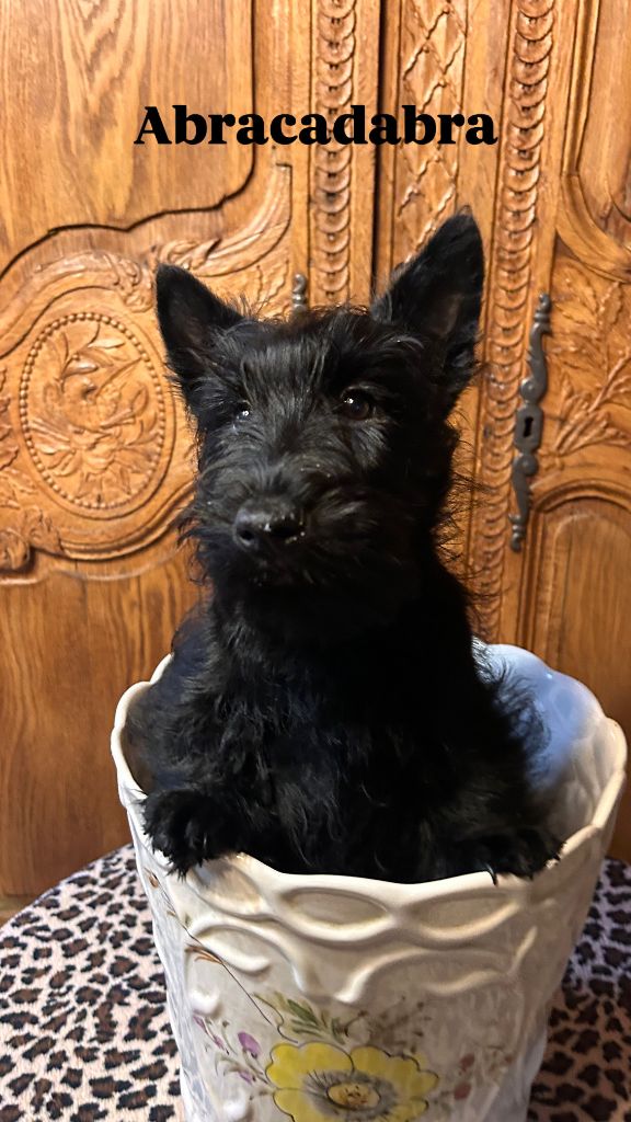 Du Clos Des Dolls - Chiots disponibles - Scottish Terrier