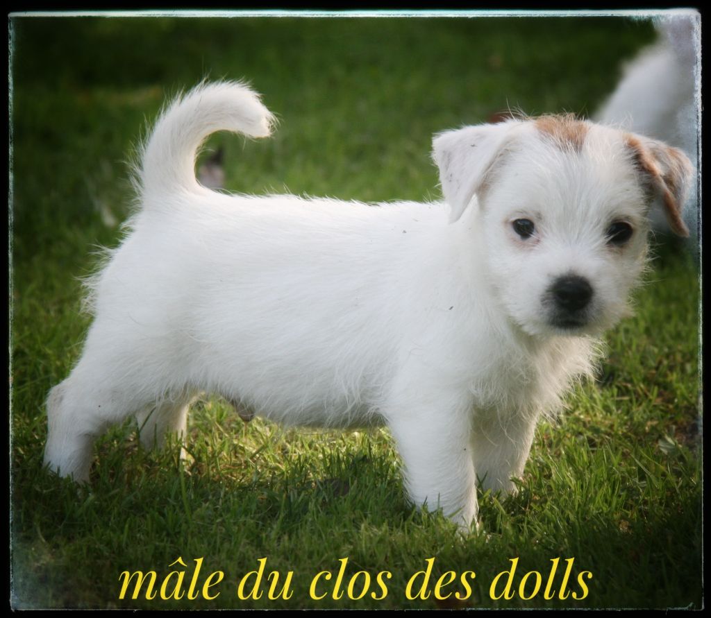 Du Clos Des Dolls - Chiots disponibles - Jack Russell Terrier