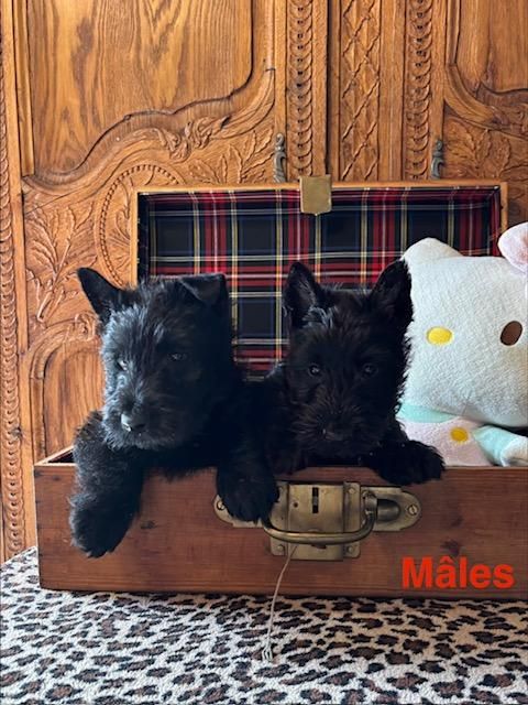 Du Clos Des Dolls - Chiots disponibles - Scottish Terrier