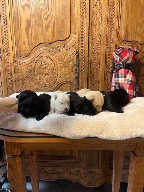 Du Clos Des Dolls - Chiots disponibles - Scottish Terrier