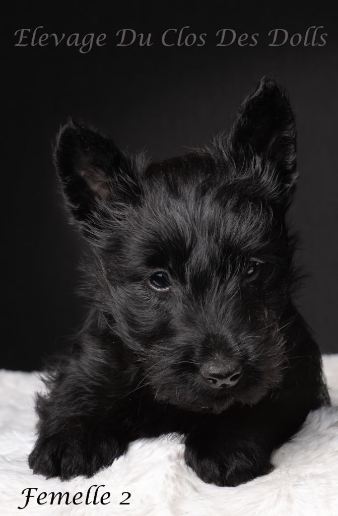 Du Clos Des Dolls - Chiots disponibles - Scottish Terrier