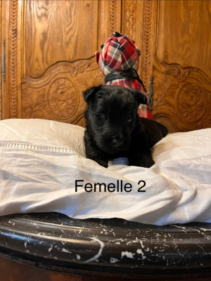 Chiot N°5