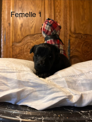 Chiot N°6