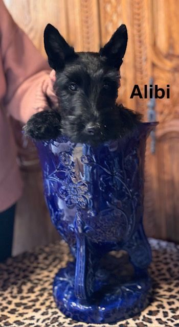 Du Clos Des Dolls - Chiots disponibles - Scottish Terrier