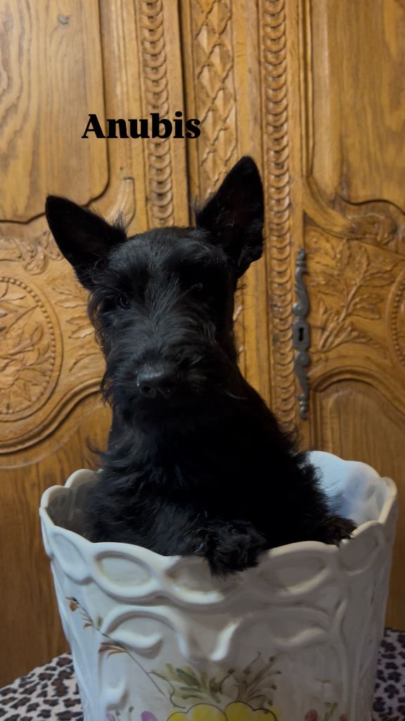 Du Clos Des Dolls - Chiots disponibles - Scottish Terrier