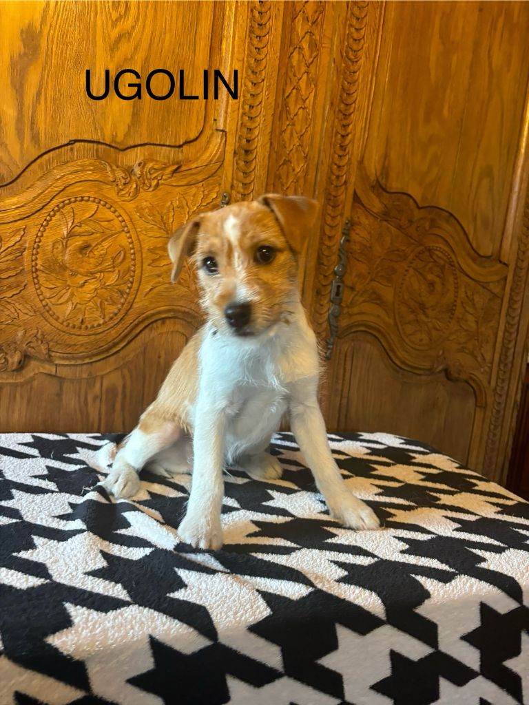 Du Clos Des Dolls - Chiots disponibles - Jack Russell Terrier