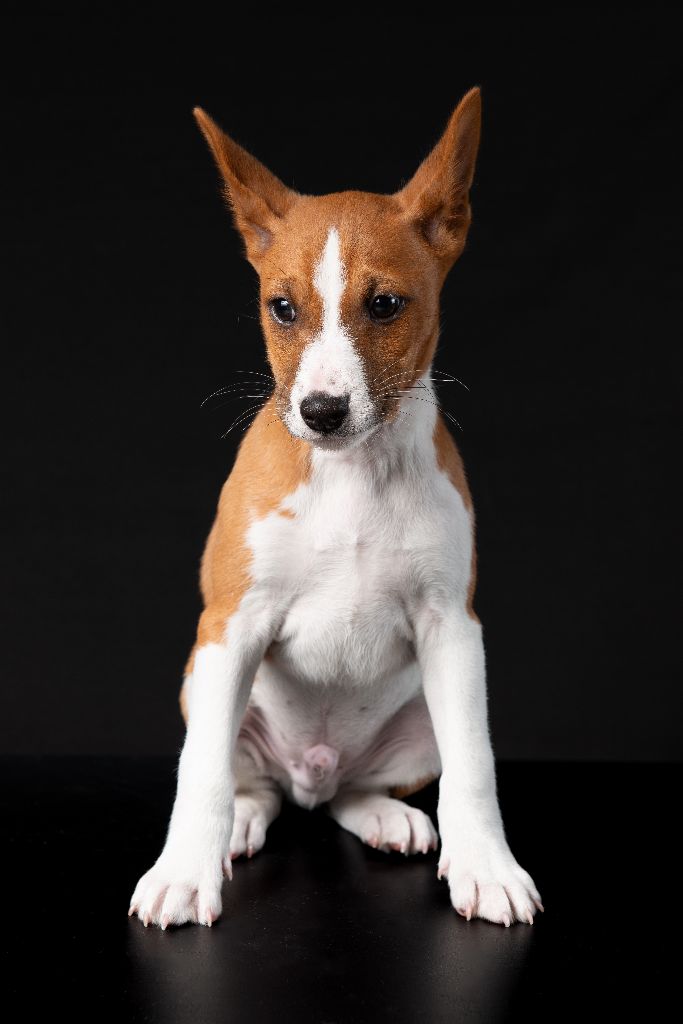 Du Clos Des Dolls - Basenji - Portée née le 22/12/2024