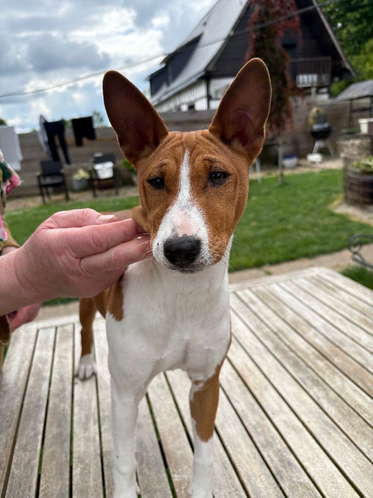 Du Clos Des Dolls - Chiots disponibles - Basenji