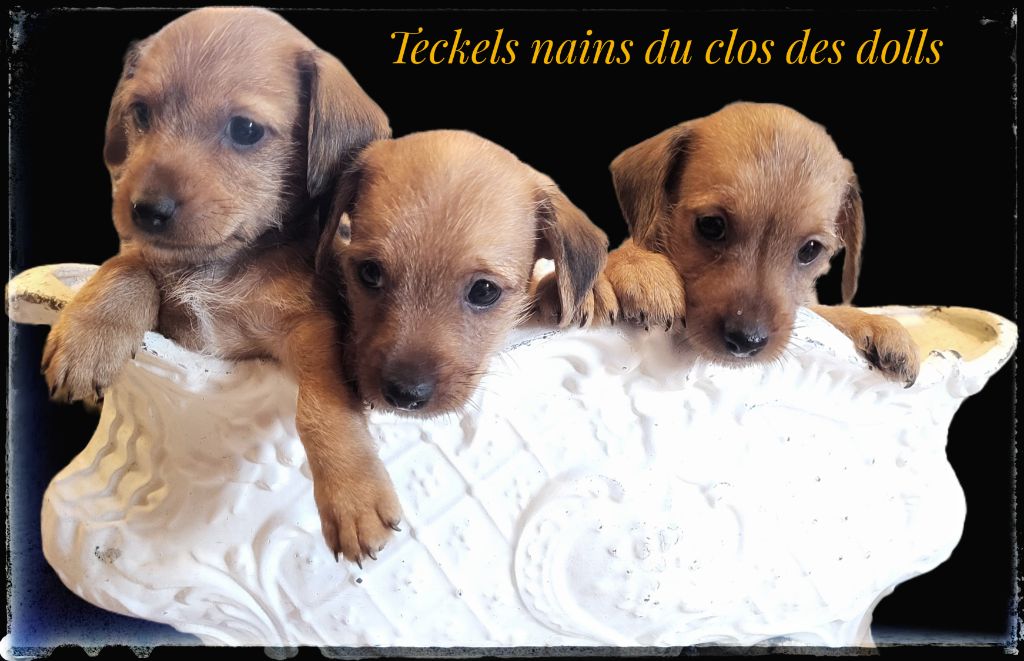 Du Clos Des Dolls - Chiots disponibles - Teckel poil dur