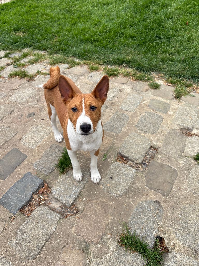 Du Clos Des Dolls - Chiots disponibles - Basenji